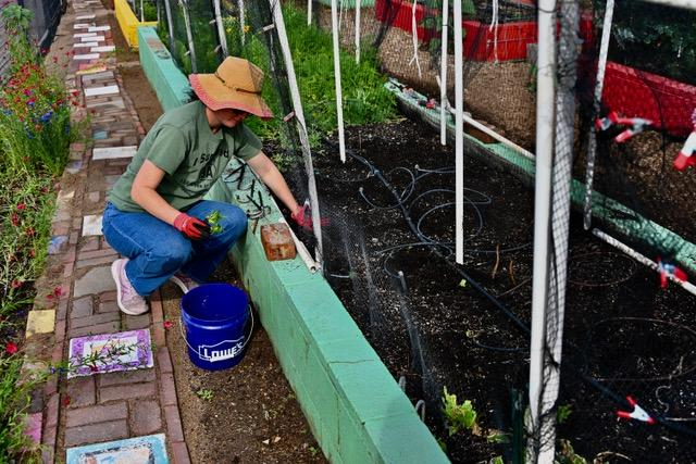 person farming